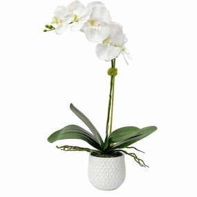 White Orchid with Moss in a Ceramic Pot home display ornament