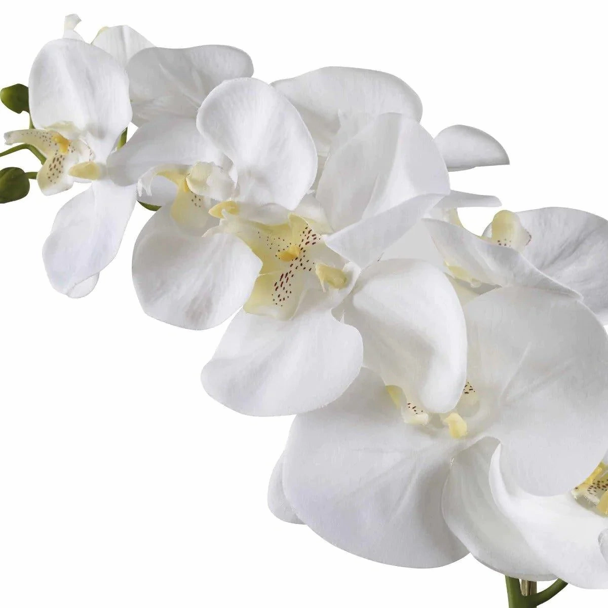 White Orchid with Moss in a Ceramic Pot