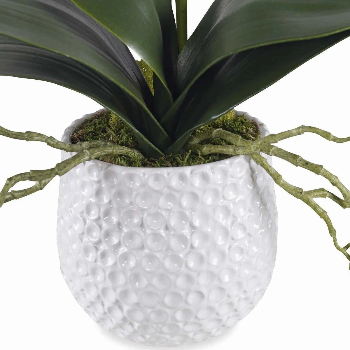 White Orchid with Moss in a Ceramic Pot