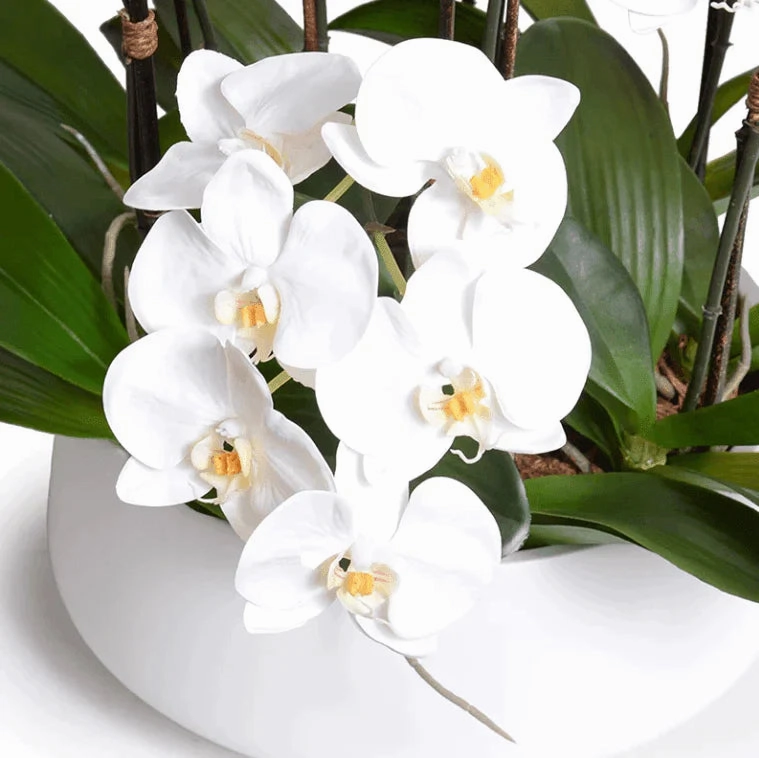 White Phalaenopsis Orchid Centerpiece in White Ceramic Bowl