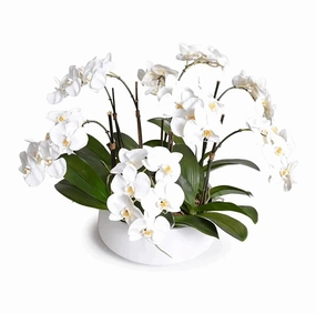White Phalaenopsis Orchid Centerpiece in White Ceramic Bowl home display ornament