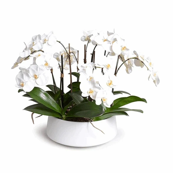 White Phalaenopsis Orchid Centerpiece in White Ceramic Bowl