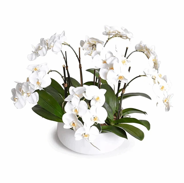 White Phalaenopsis Orchid Centerpiece in White Ceramic Bowl home display ornament
