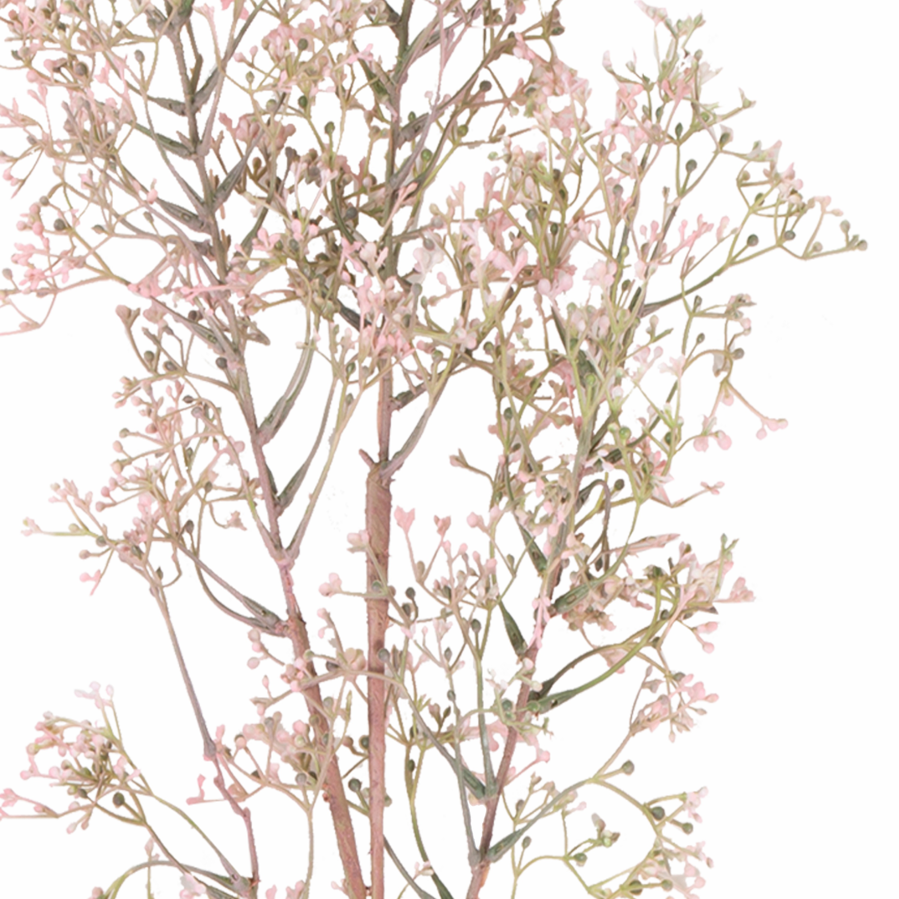 Wild Privet Stem