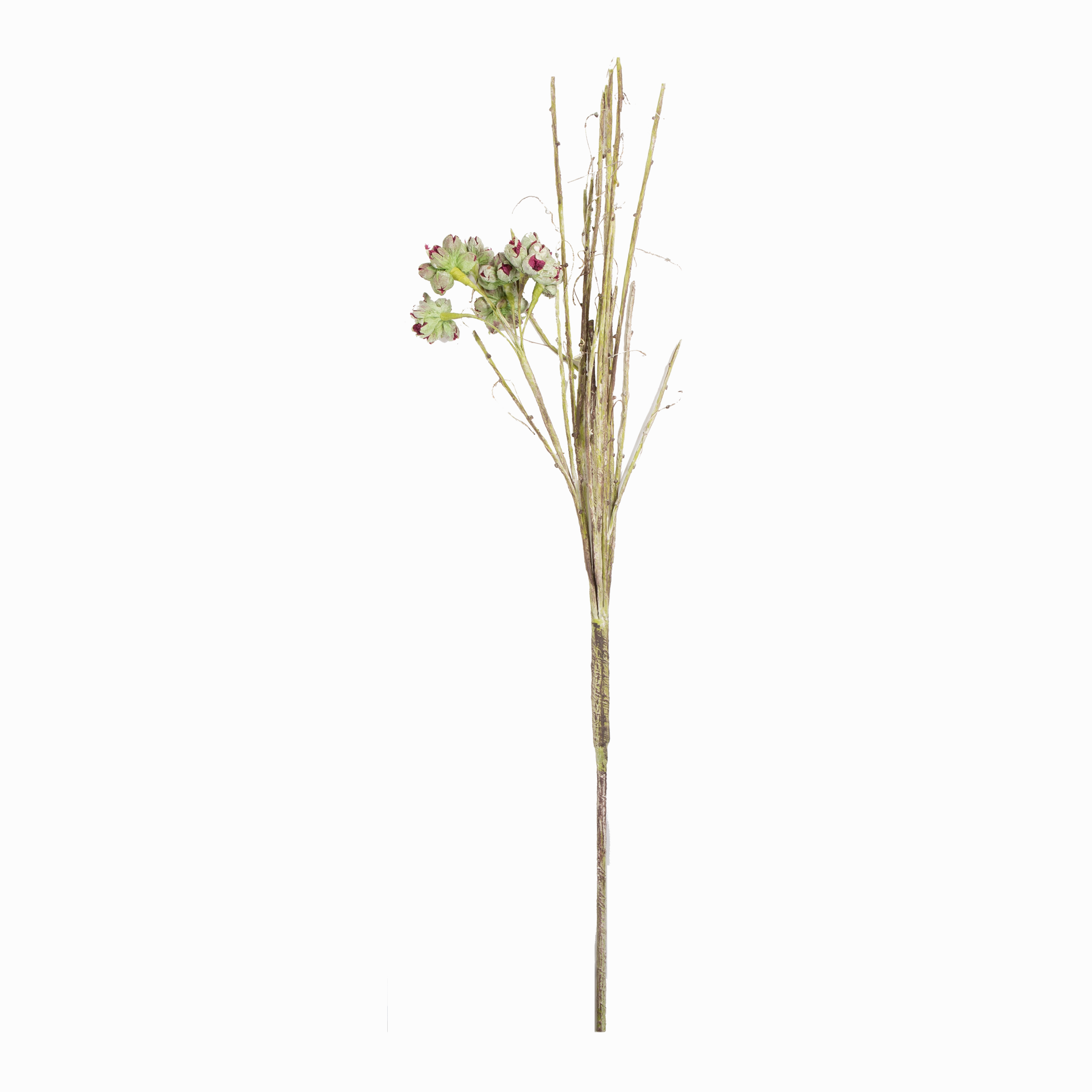 Wild Thistle Stem elegant wall decor