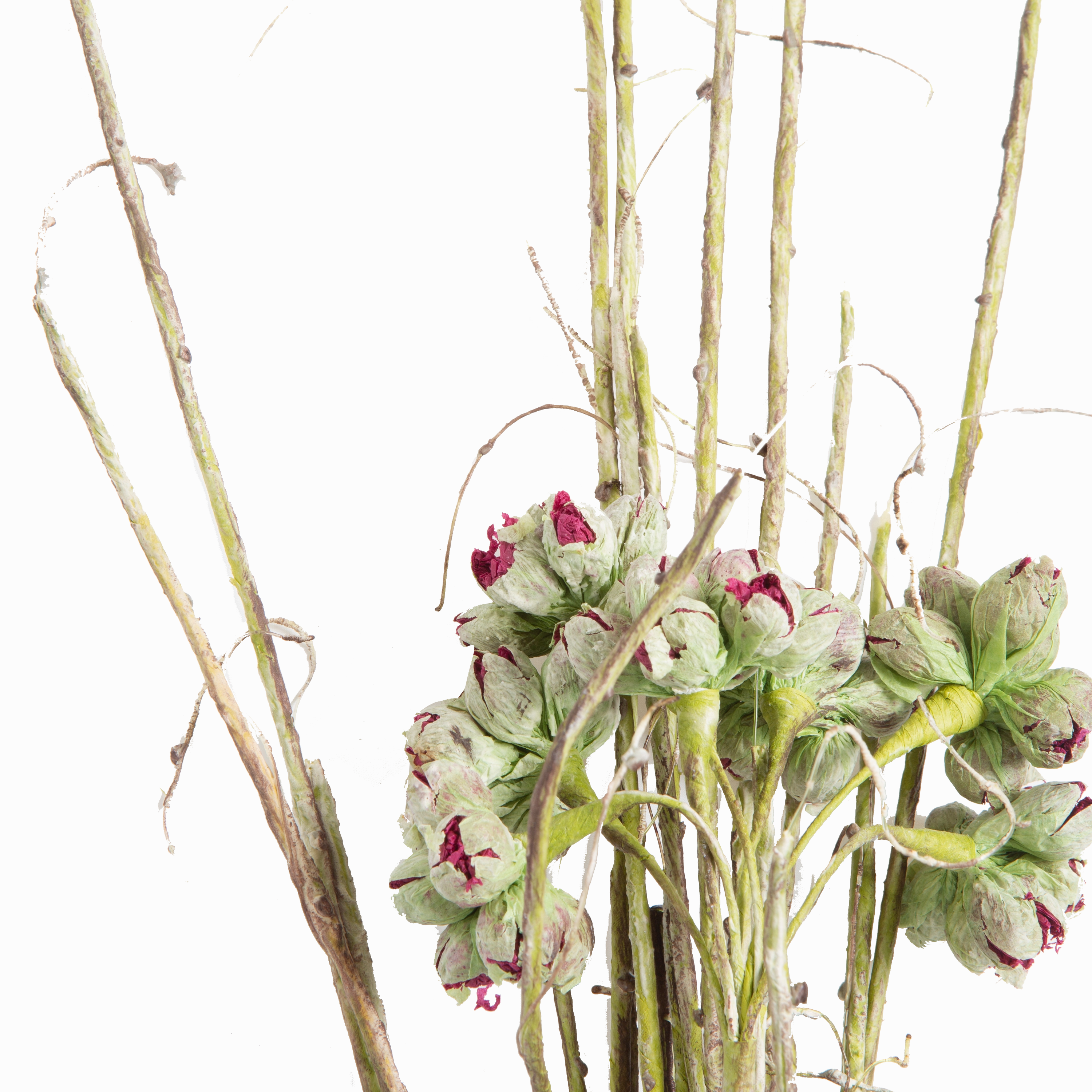 Wild Thistle Stem