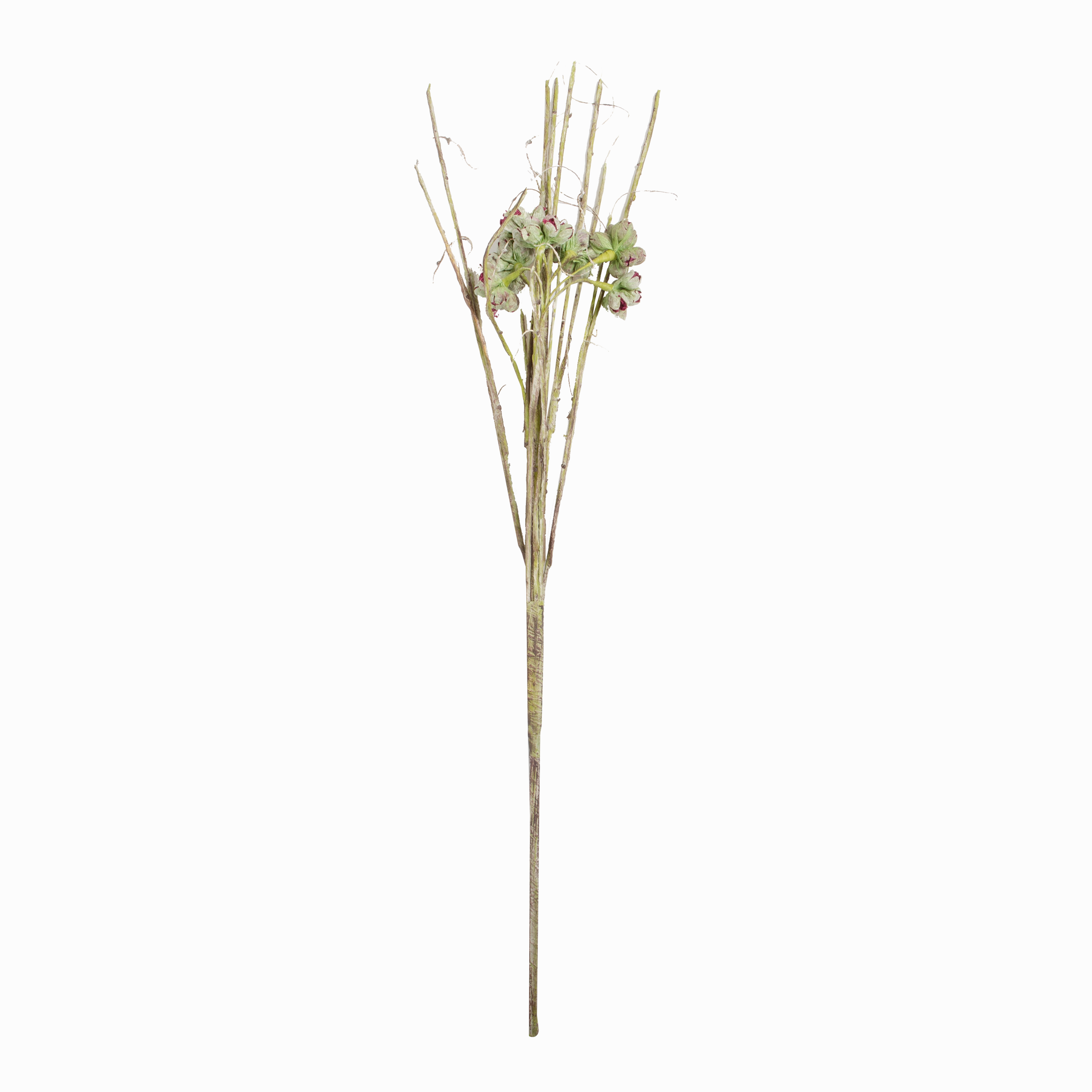 Wild Thistle Stem