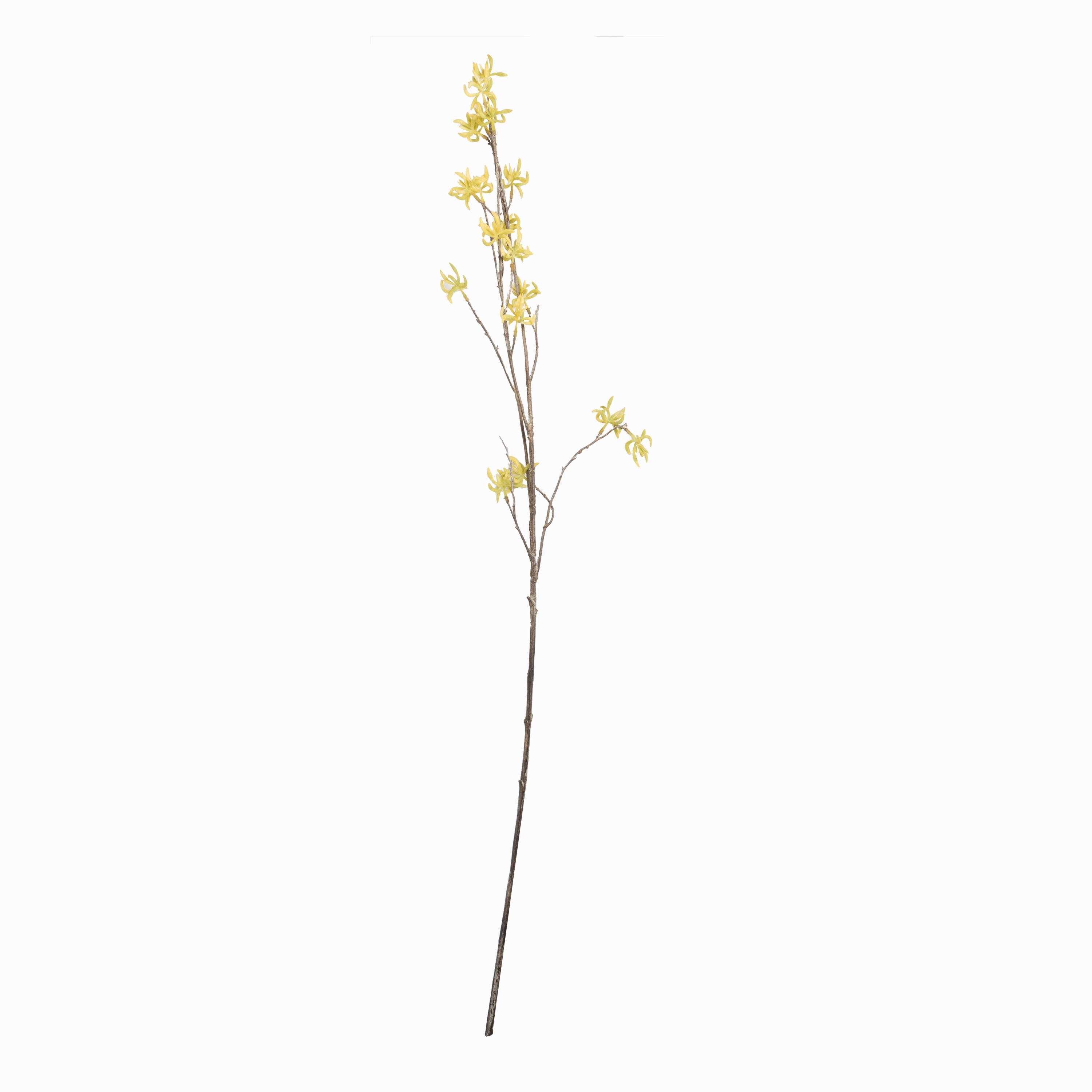 Witch Hazel Stem elegant wall decor