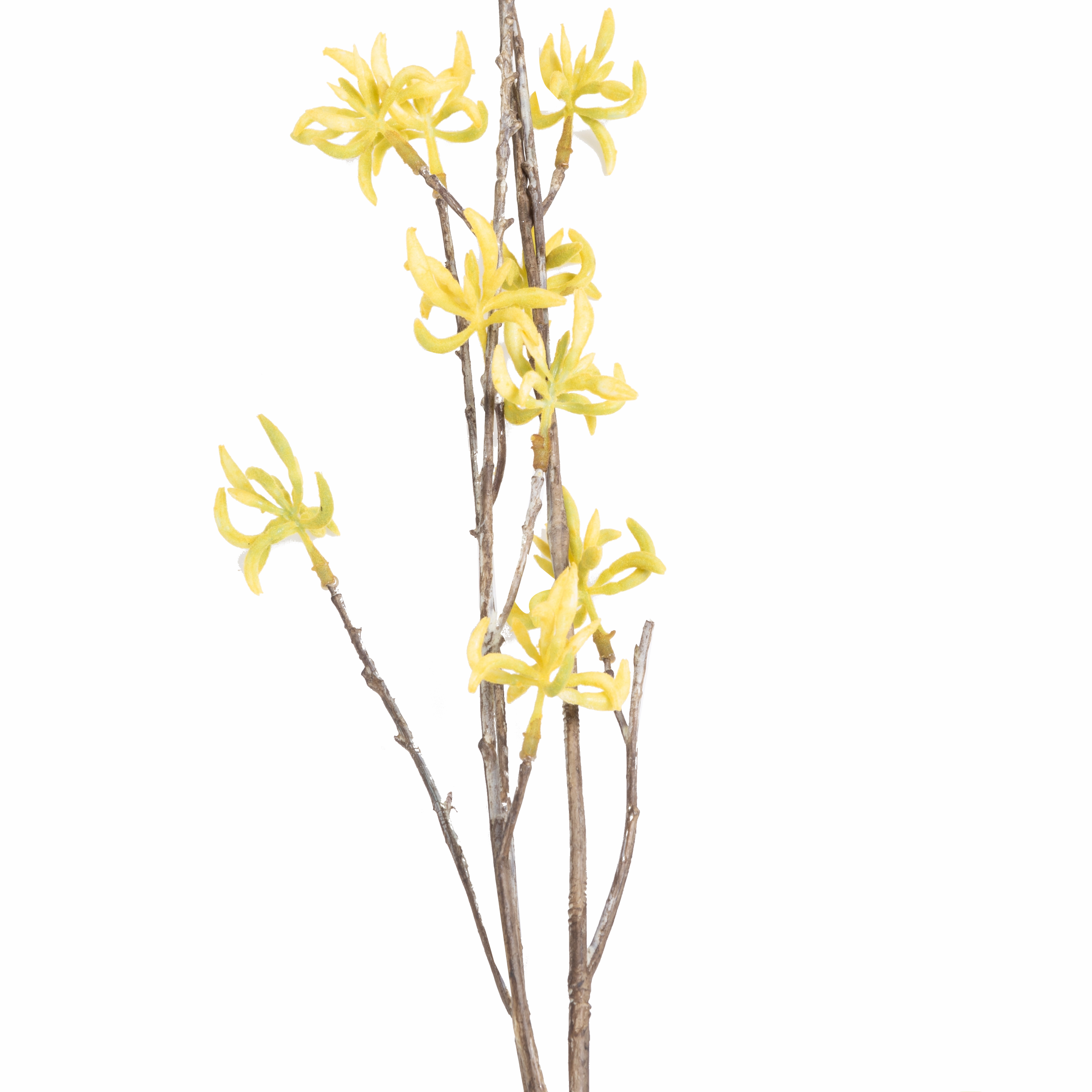 Witch Hazel Stem