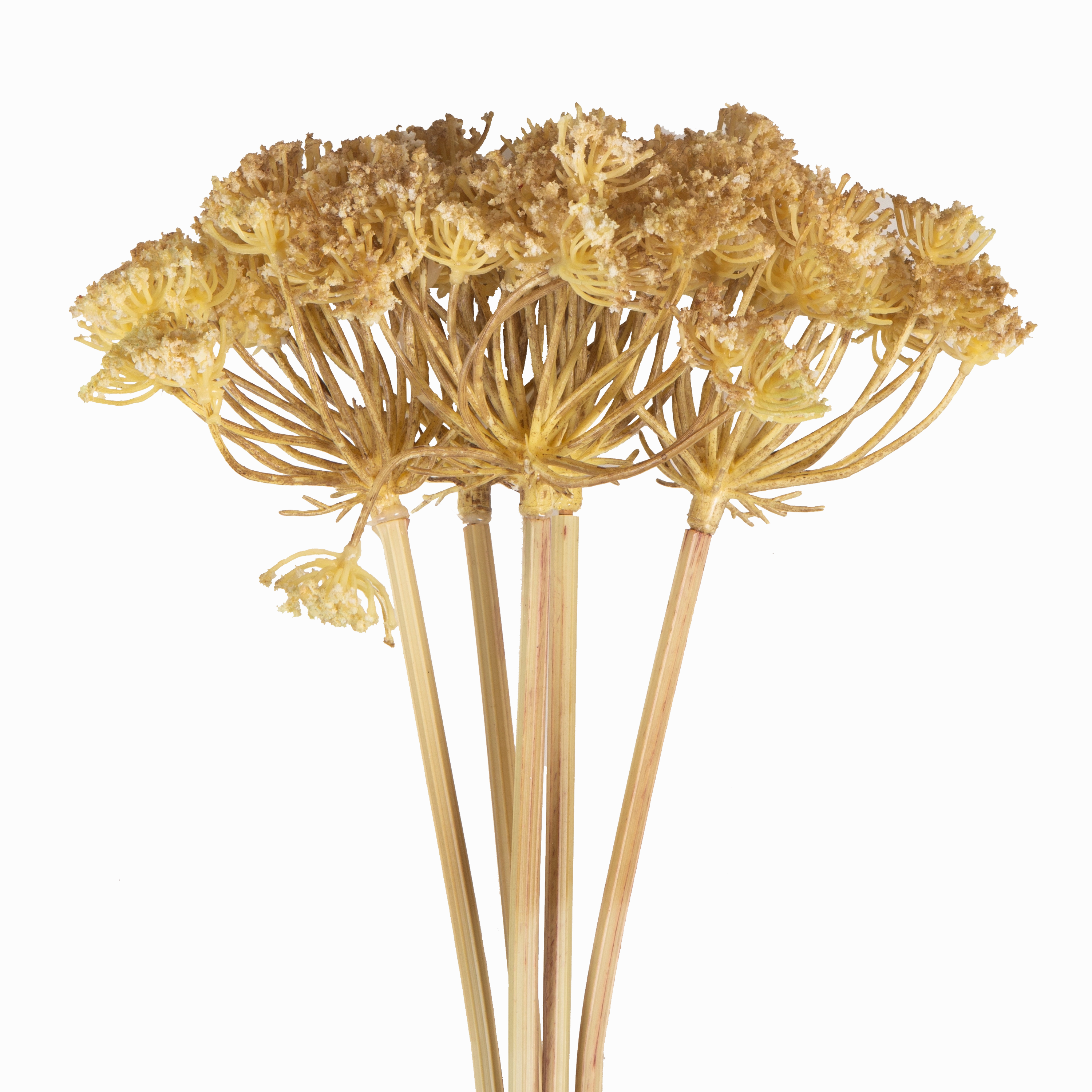 Yarrow Stem Bunch