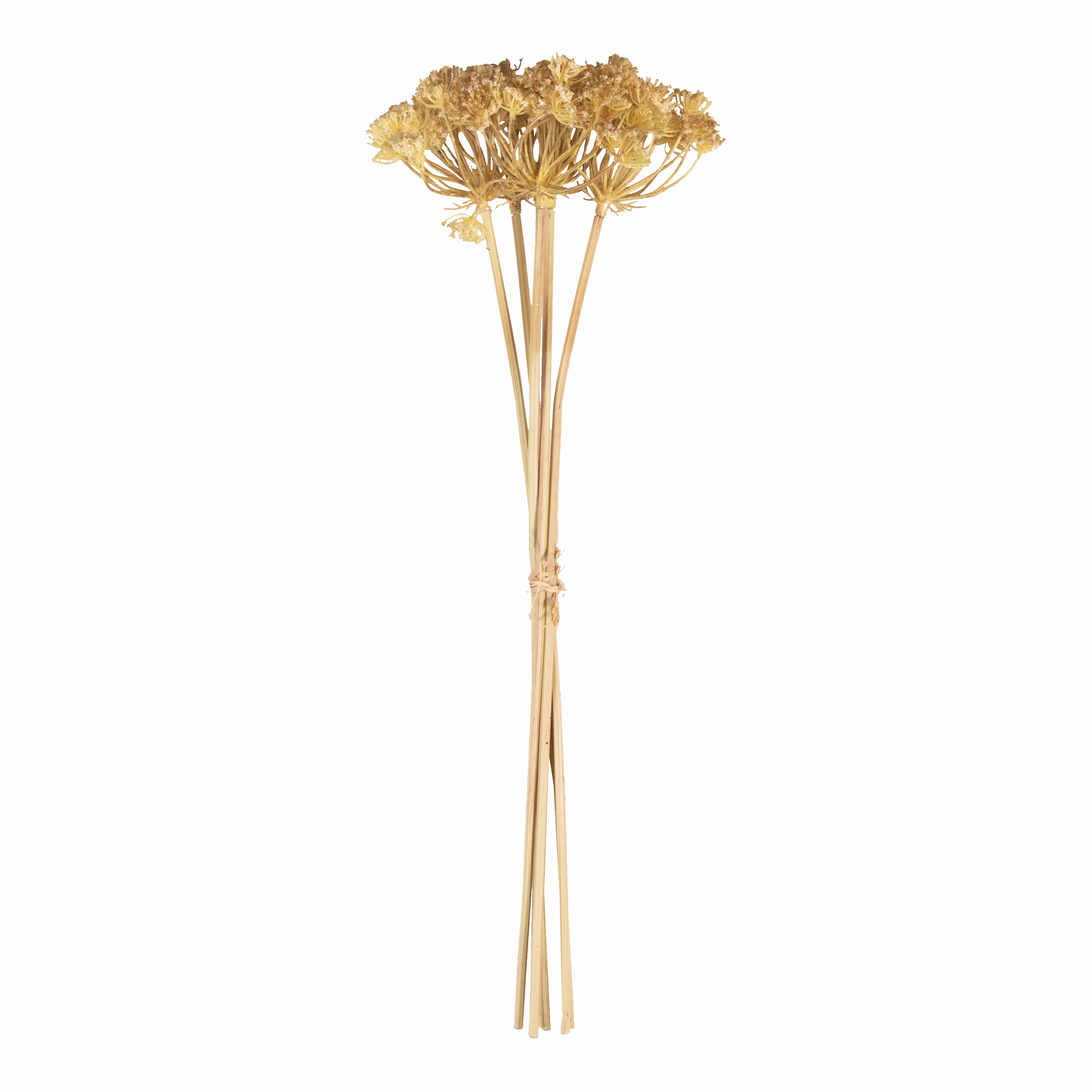 Yarrow Stem Bunch elegant wall decor