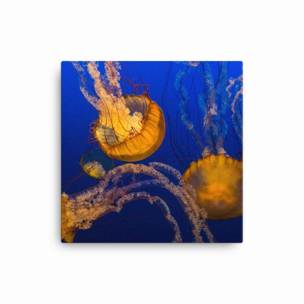 Yellow jellyfish - Canvas