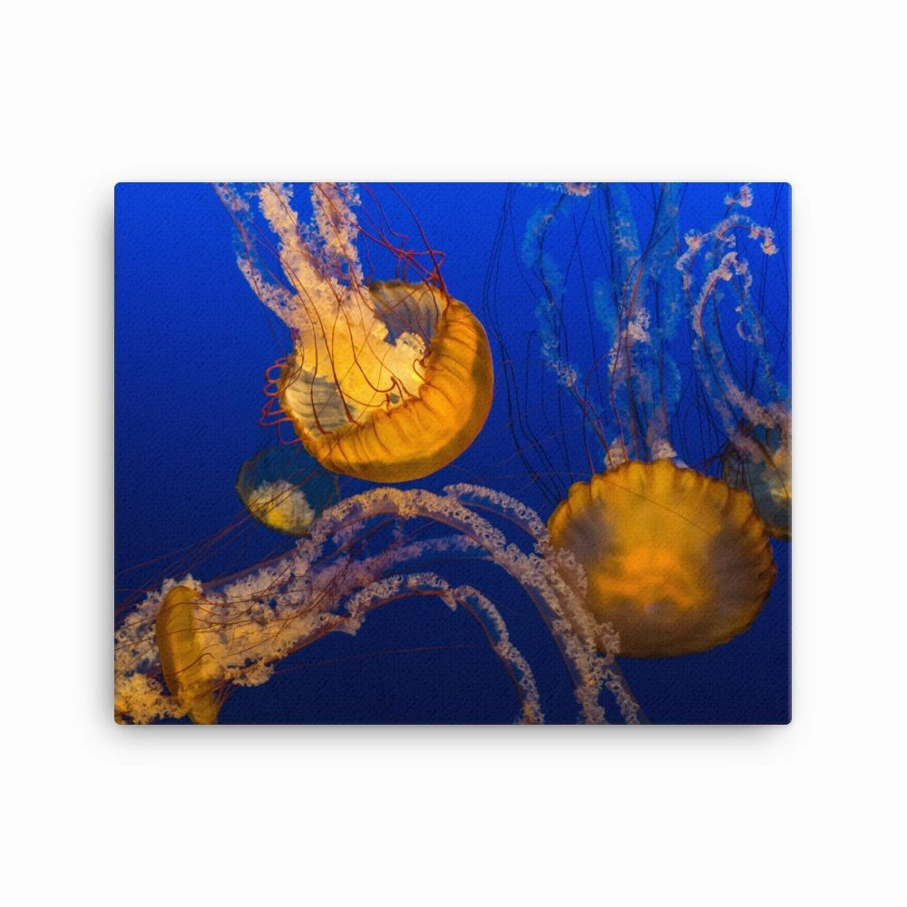 Yellow jellyfish - Canvas