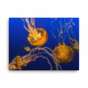 Yellow jellyfish - Canvas canvas mural art